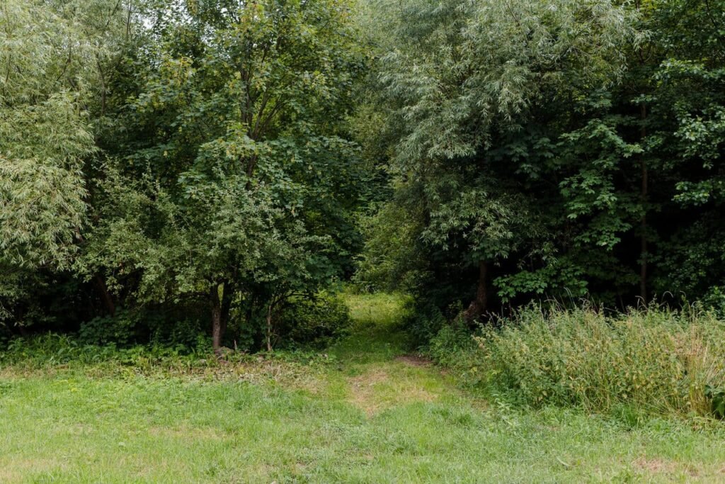 O potecă îngustă care duce spre un luminiș, înconjurată de vegetație luxuriantă și copaci verzi. Calea de acces se află pe proprietatea Cabanei Ana, oferind oaspeților o oportunitate de a explora natura din apropiere.